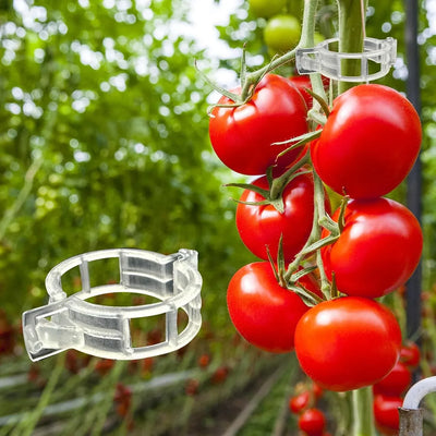 300 Pcs Tomato Trellis Clips, Plastic Plant Support Clips for Vines Cucumbers, Clear 30mm