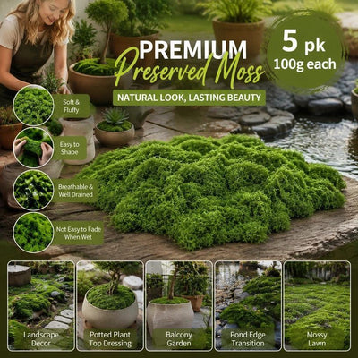 Dark Green Preserved String Moss Indoor Plant Decor Set of 5 Bags 100g