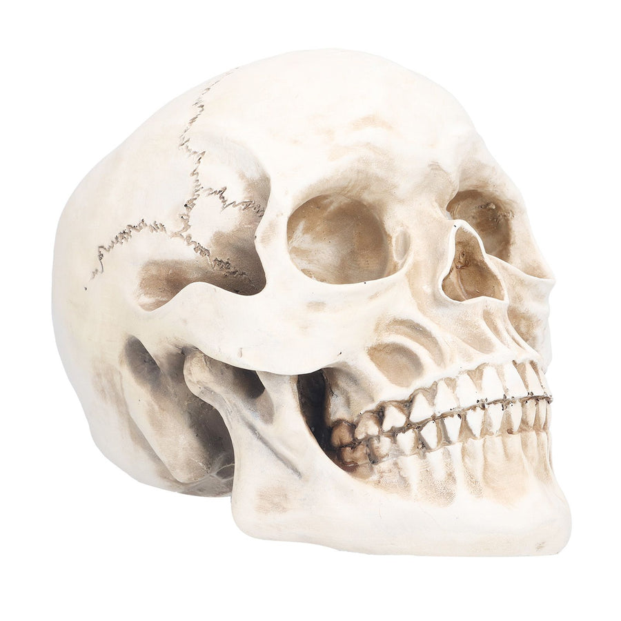 Animal Skull Model Skull Decoration Ornament Resin Craftwork Halloween Props for Home Party Decor