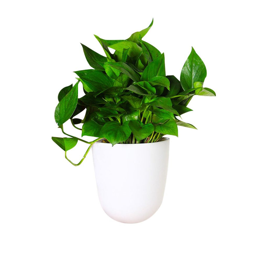 Corner Wall Mounted Flowerpot Self Watering Flower Pot Plastic Plant Pot