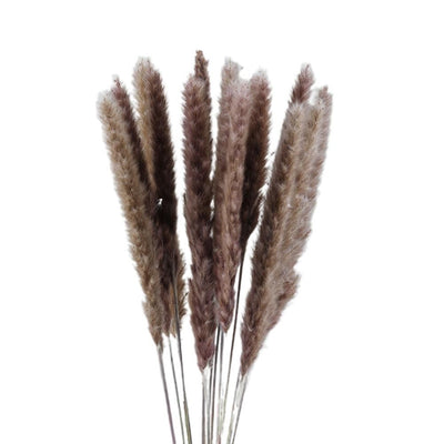 Small Dried Pampas Grass Phragmites Decoration Natural Small Pampas Grass Dried Flower Decoration Photography Props for Hotel Wedding