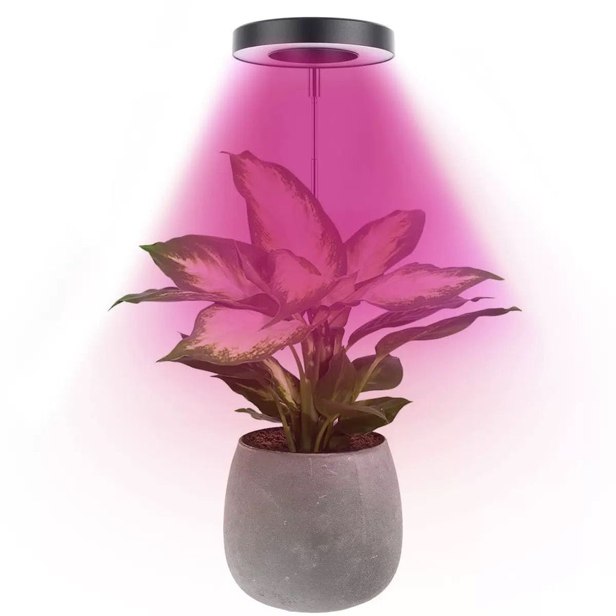 Angel Halo Ring LED Plant Grow Light, Full Spectrum Warm White & Red Blue for Succulents, Flowers, Adjustable Height and Angle, USB Powered Stake Lamp for Indoor Potted Plants (2PCS, Red Blue Light (Black))