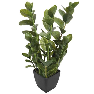 72cm Potted Multi Stem Zanzibar-0