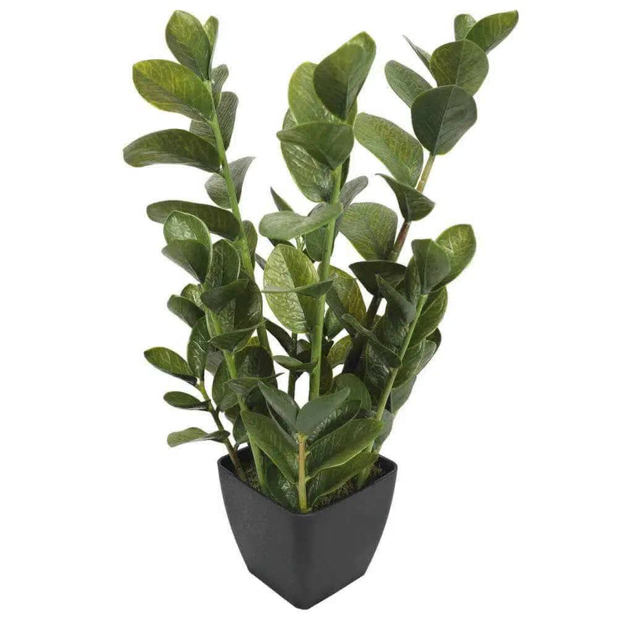 72cm Potted Multi Stem Zanzibar-0